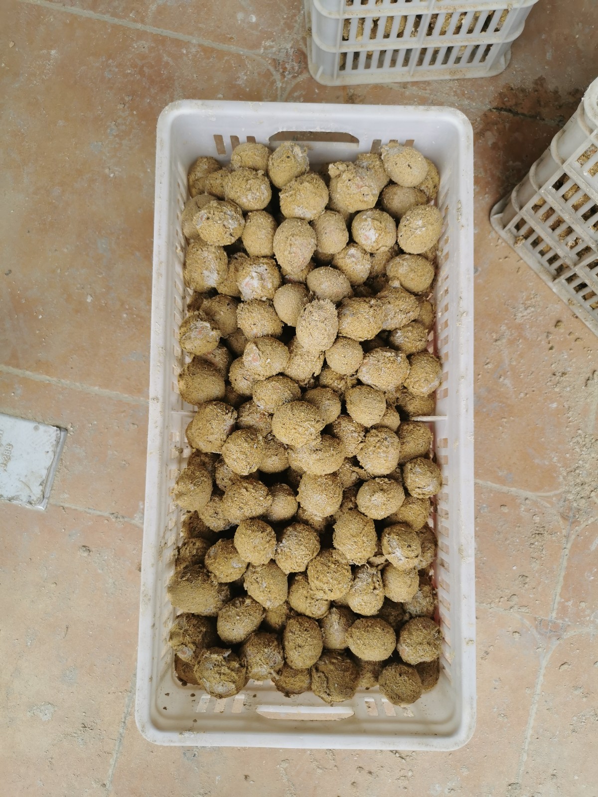 记刚变蛋