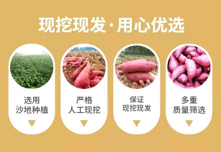 红心红薯