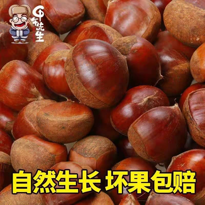 河南板栗