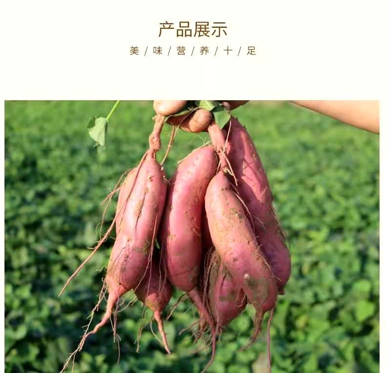 甜心红薯