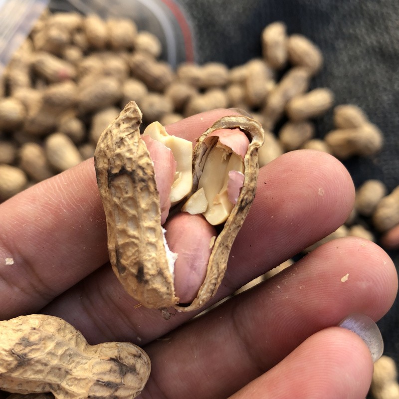 20年新货原味铁锅炒花生 沙炒花生 农家 5斤包邮 