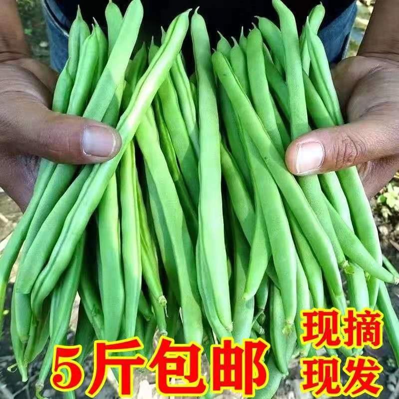 四季豆 新鲜5斤无筋豆 现摘芸豆新 鲜扁豆角新鲜 当季蔬菜新鲜  
