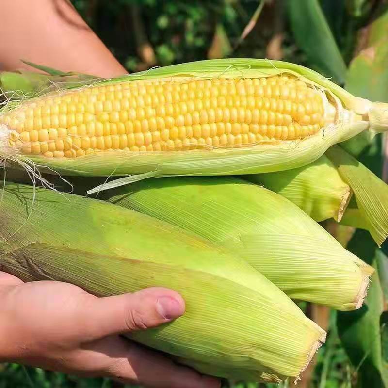 水果玉米新鲜 糯玉米1 0斤现 摘甜玉米爆 浆棒子牛奶嫩生苞米包邮蔬菜 