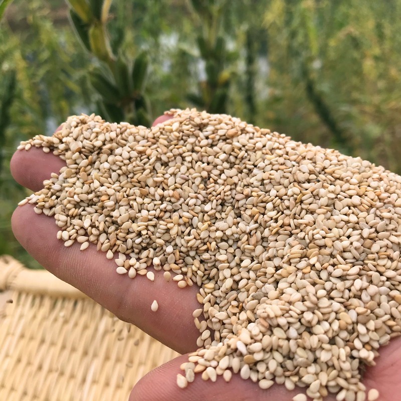生白芝麻2020年新货1斤散装驻马店农家  自产可食用榨油非转基因