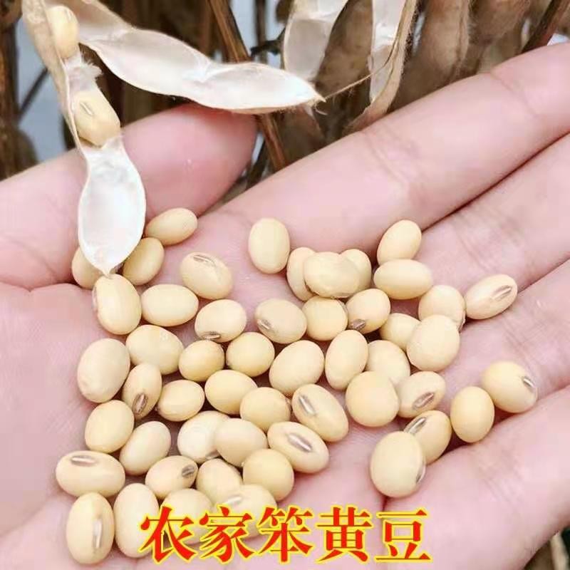 2斤人造肉河南土特产手  工大豆蛋白肉素肉豆制品豆皮干货 