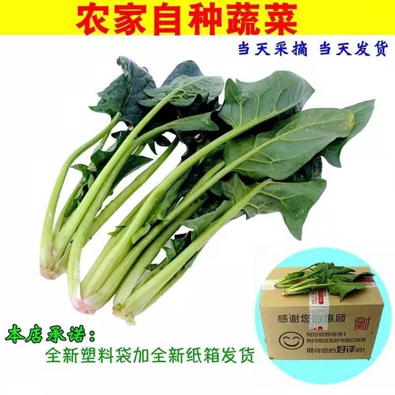 霜冻新鲜菠菜现摘现   发农家蔬菜青菜新鲜红根矮杆5斤包邮 