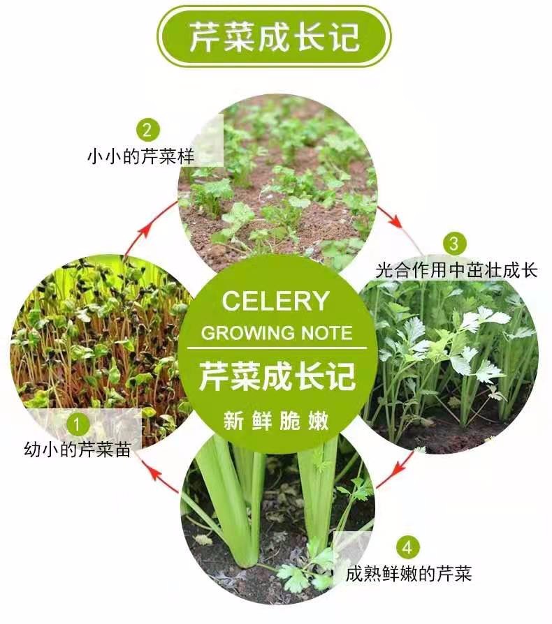 5斤新鲜芹菜农家自种现挖西芹蔬 菜青 菜嫩空芯菜当季大 香芹菜包邮    