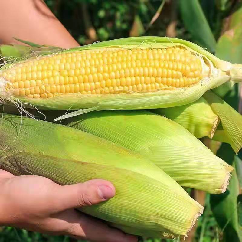 水果玉米新鲜糯玉米10斤现摘甜玉米爆  浆棒子牛奶嫩生苞米包邮蔬菜