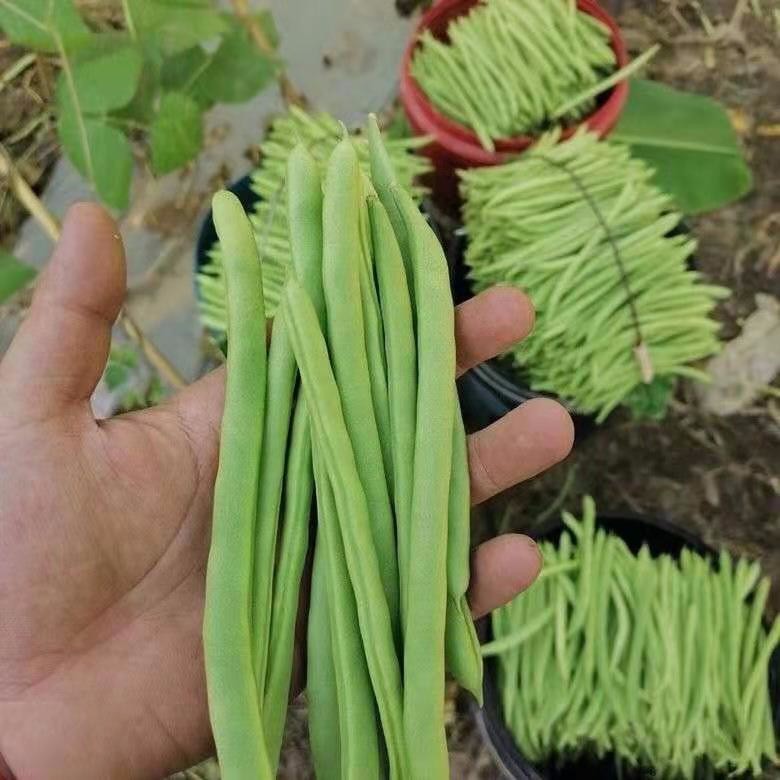 四季豆 新 鲜5斤无筋豆 现摘芸豆新 鲜扁豆角新鲜 当季蔬菜新鲜  