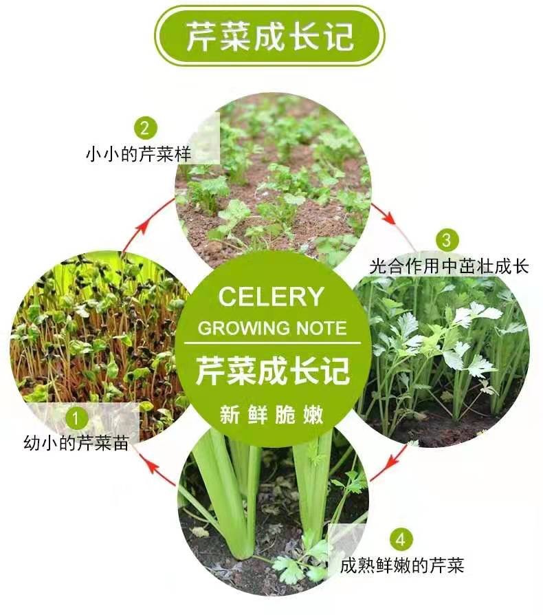 5斤新鲜芹菜农家自种现挖西芹蔬菜青  菜嫩空芯菜当季大香芹菜包邮   