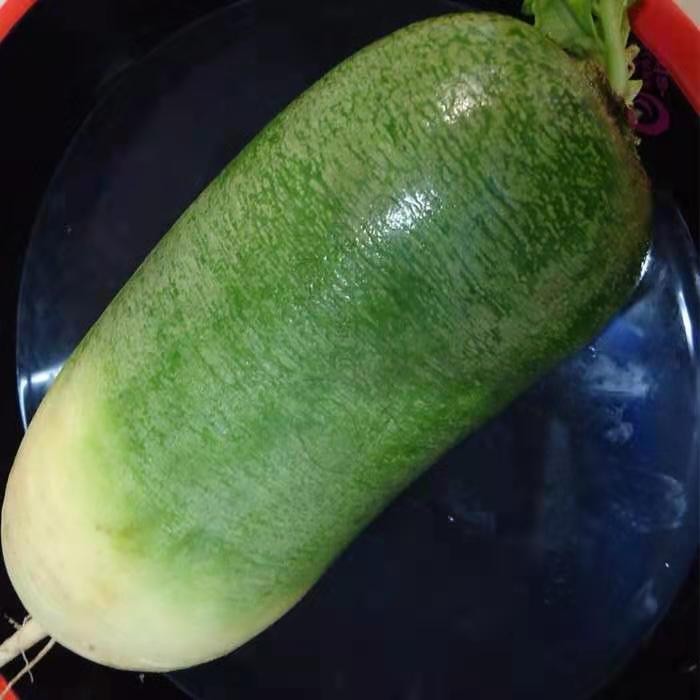 河南驻马店特产萝卜水果萝卜甜  脆水果型青萝卜新鲜蔬菜10斤包邮