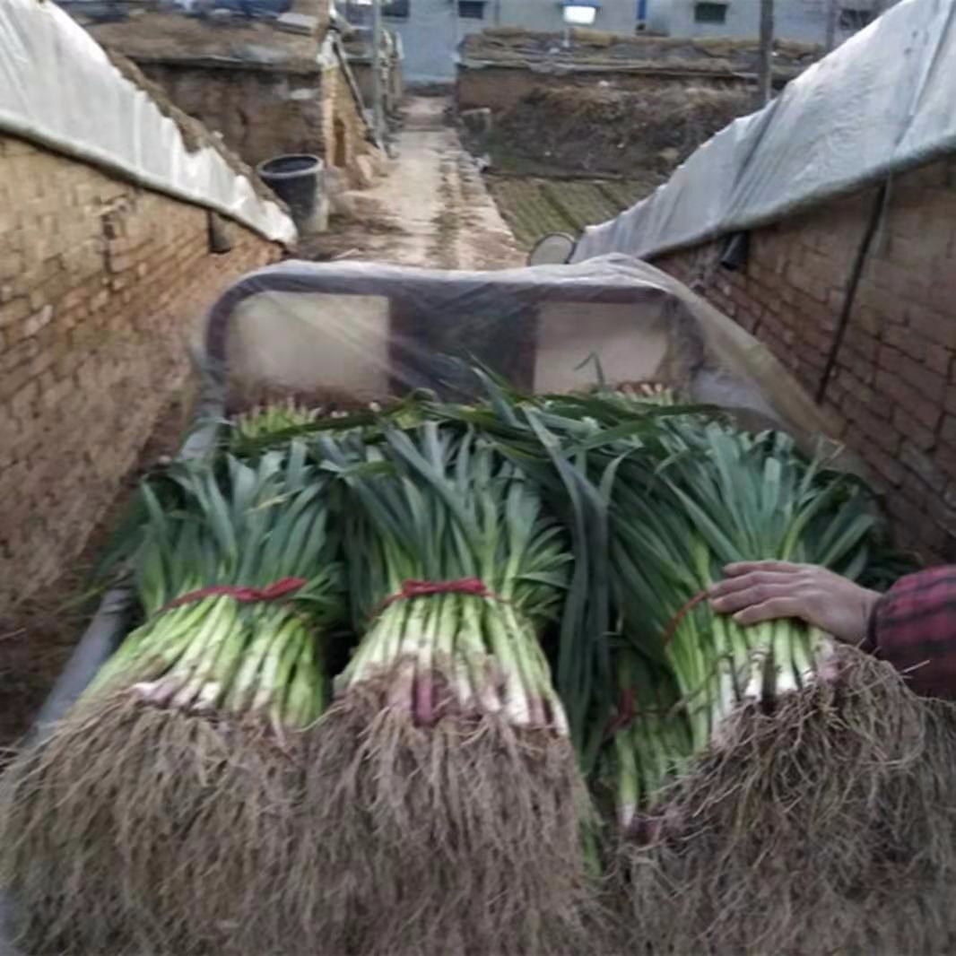 农家新鲜蒜苗冬 季温室大 棚自种蔬菜红根白根大蒜苗5斤带泥发货