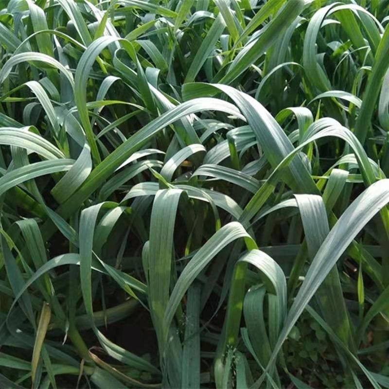 农家新鲜蒜苗冬季温室大棚自种蔬  菜红根白根大蒜苗5斤带泥发货 